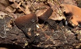 Galiella rufa image