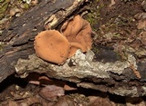 Galiella rufa image