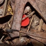 Sarcoscypha occidentalis image