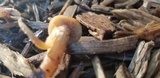 Kuehneromyces marginellus image