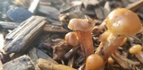 Kuehneromyces marginellus image