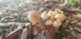 Kuehneromyces marginellus image
