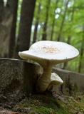 Neolentinus lepideus image