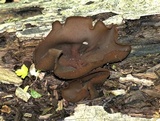 Peziza phyllogena image