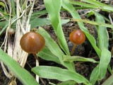 Psilocybe coprophila image