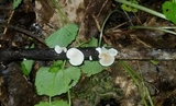 Crepidotus occidentalis image