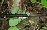 Crepidotus occidentalis image