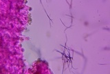 Crepidotus occidentalis image