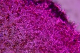 Crepidotus occidentalis image