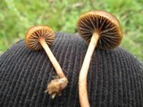 Psilocybe coprophila image