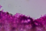 Crepidotus occidentalis image
