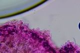 Crepidotus occidentalis image