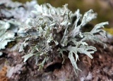Ramalina americana image