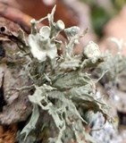Ramalina americana image