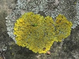 Xanthoria ulophyllodes image