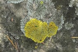 Xanthoria ulophyllodes image