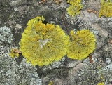 Xanthoria ulophyllodes image