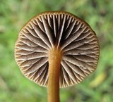 Psilocybe coprophila image