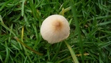 Conocybe apala image