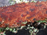 Fuscoporia ferrea image