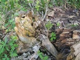 Simocybe haustellaris image