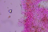 Simocybe haustellaris image