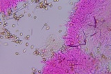 Simocybe haustellaris image