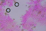 Simocybe haustellaris image