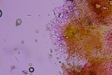 Simocybe haustellaris image