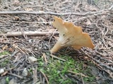 Clitocybe squamulosa var. montana image