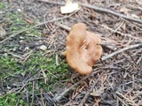 Clitocybe squamulosa image