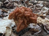 Gyromitra caroliniana image