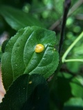 Puccinia coronata image