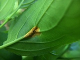 Puccinia coronata image