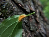 Puccinia coronata image