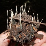 Xylaria liquidambar image