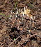 Xylaria liquidambar image