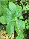 Allodus podophylli image