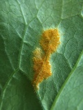 Allodus podophylli image