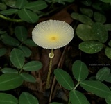 Leucocoprinus fragilissimus image