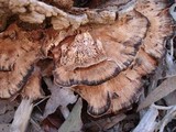 Meripilus sumstinei image