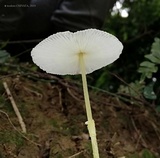 Leucocoprinus fragilissimus image