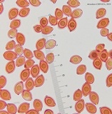 Leucocoprinus fragilissimus image