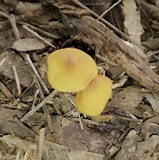 Xeromphalina tenuipes image