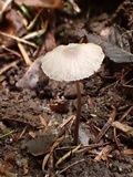 Mycena leptocephala image