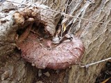 Ganoderma polychromum image