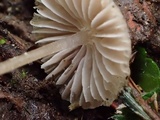 Mycena leptocephala image