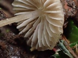Mycena leptocephala image