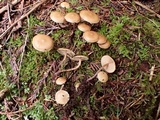 Kuehneromyces lignicola image