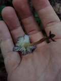 Calocybe cyanea image